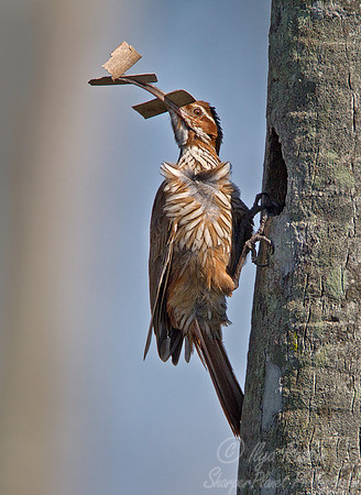 096 Scimitar-billed Woodcreeper (Drymornis bridgesii) - Ibera Wetlands Argentina