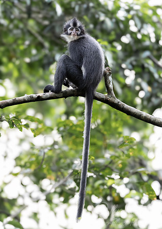 224 Thomas's langur (Presbytis thomasi) - Sumatra Indonesia