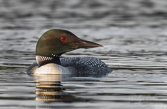 100 Common Loon (Gavia immer) - Maine