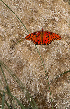 029 Gulf Fritillary (Agraulis vanillae) - SC
