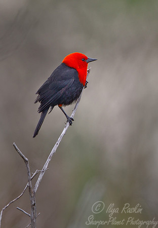 082 Scarlet-headed Blackbird (Amblyramphus holosericeus) - Ibera Wetlands Argentina