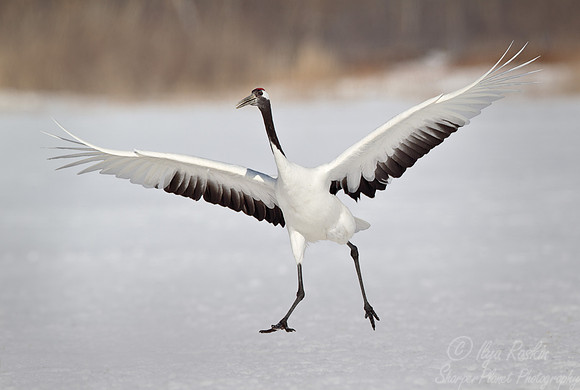 066 Red-crowned Crane (Grus japonensis) - Hokkaido Japan