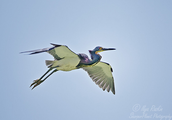 122 Tricolored Heron (Egretta tricolor) - LA