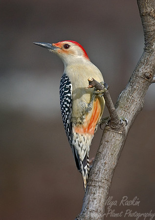 029 Red-bellied Woodpecker - NJ