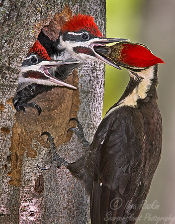 023 Pileated Woodpecker - MI