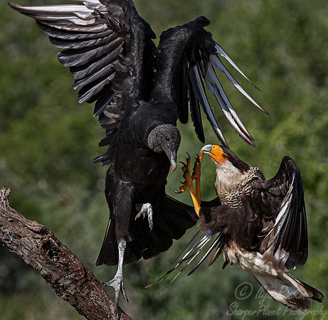 371 Black vulture (Coragyps atratus) and Crested caracara (Caracara plancus) - TX