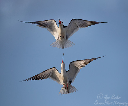 305 Black skimmers (Rynchops niger) - TX