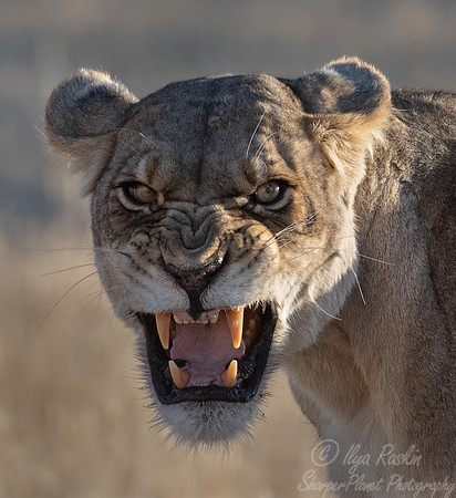 173 Lion (Panthera leo) - Kgalagadi Transfrontier Park SA