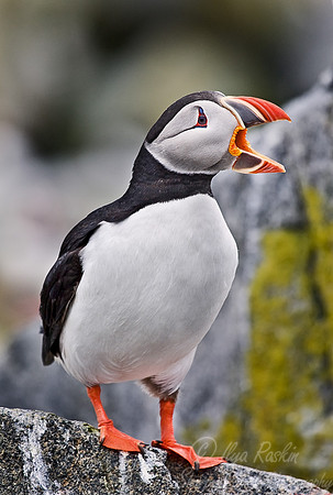 023 Atlantic Puffin - Canada