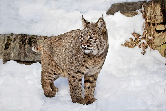 077 Bobcat (Lynx rufus) - Maine