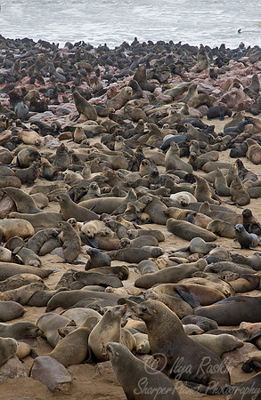 038 Brown Fur Seals (Arctocephalus pusillus) - Namibia