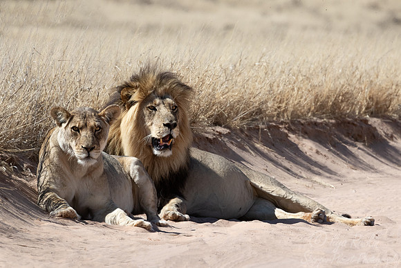 168 Lions (Panthera leo) - Kgalagadi Transfrontier Park SA