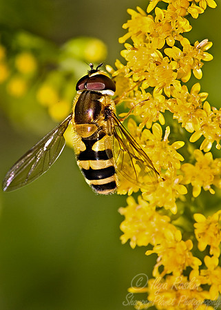 020_Fly_PA