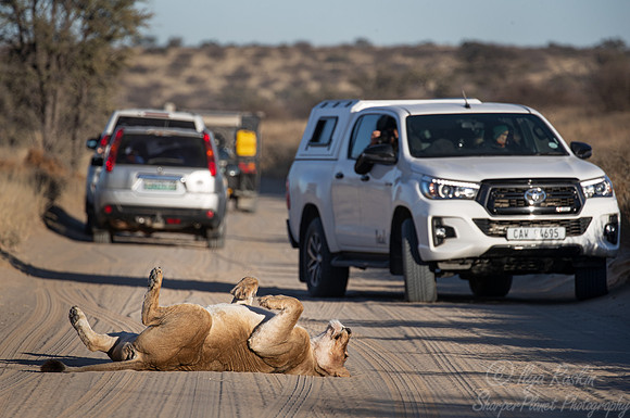 157 Lion (Panthera leo) - Kgalagadi Transfrontier Park SA