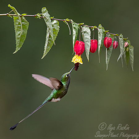 464 White-booted racket-tail (Ocreatus underwoodii) male
