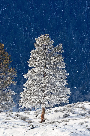 055_Yellowstone in winter