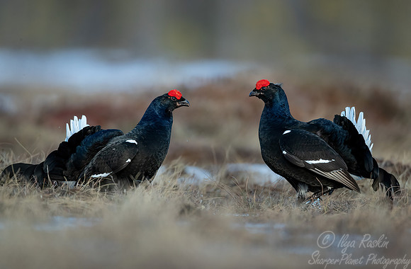 050 Black grouse (Lyrurus tetrix) - Finland