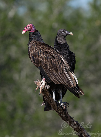 373 Black vulture (Coragyps atratus) and Turkey vulture (Cathartes aura) - TX