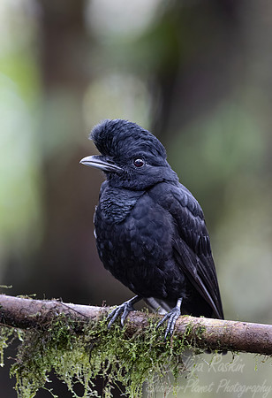 746 Long-wattled umbrellabird (Cephalopterus penduliger) - Ecuador