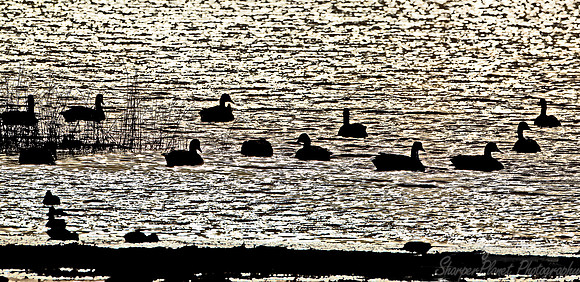 058 Ducks - NJ