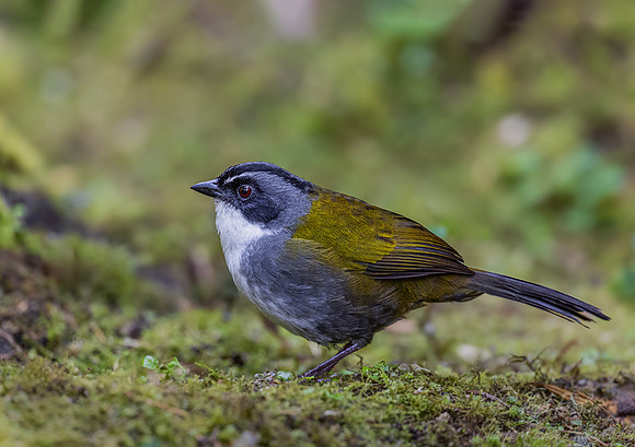 531 Gray-browed brushfinch (Arremon assimilis) - Colombia cloud forest