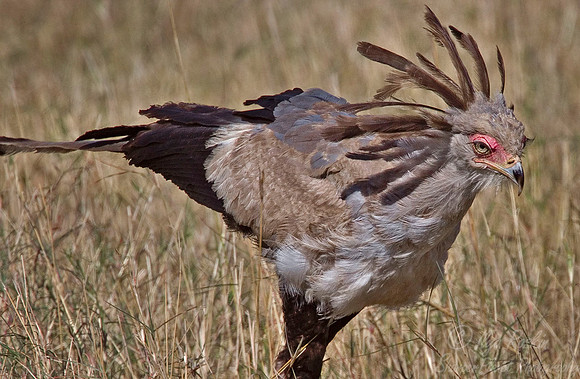 026 Secretary Bird - Kenya