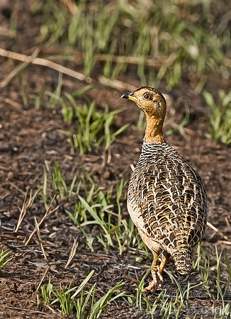 011 Coqui Francolin - Tanzania