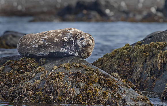 052 Ringed Seal (Pusa hispida) Kuril Islands - Russia