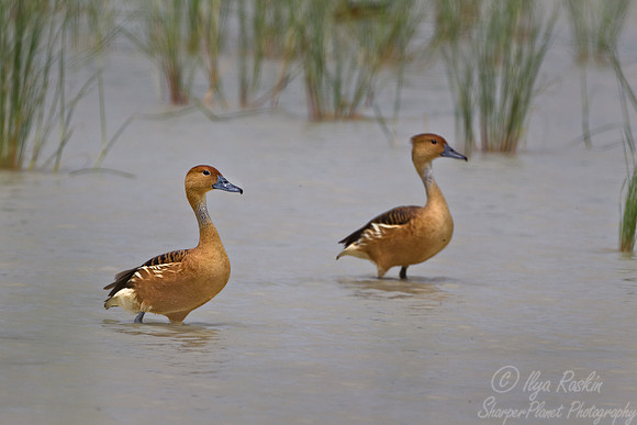 064 Fulvous Whistling Ducks (Dendrocygna bicolor) - Etosha Namibia