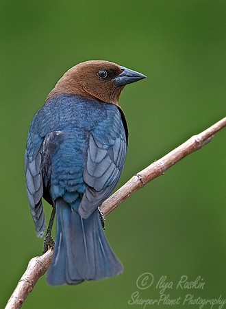 039 Brown-headed Cowbird - NJ