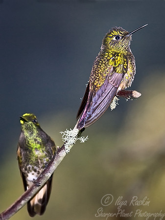 036 Buffer-tail Coronet - Ecuador