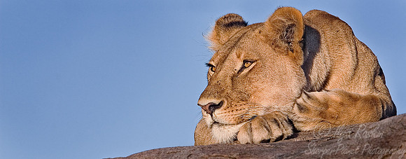010_Lion_Tanzania