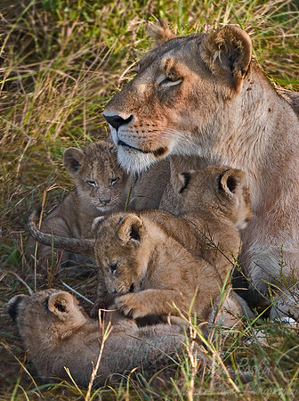 006_Lions_Kenya