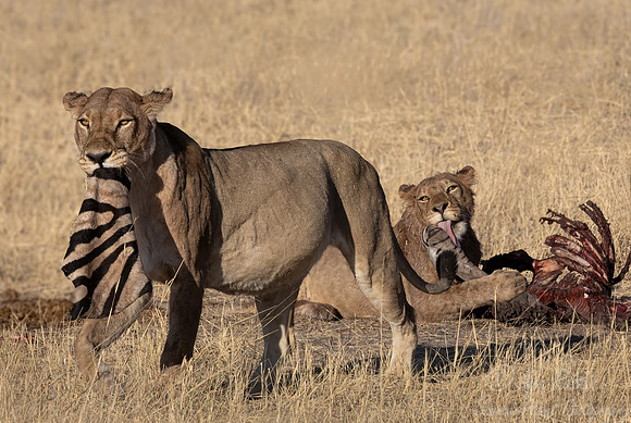 225 Lions (Panthera leo) - Botswana