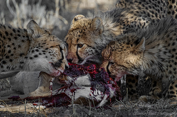 206 Cheetahs (Acinonyx jubatus) - Kgalagadi Transfrontier Park SA