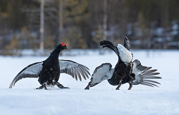 066 Black grouse (Lyrurus tetrix) - Finland