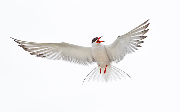 099  Common Tern (Sterna hirundo) - ME