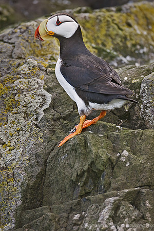 030 Horned Puffin (Fratercula corniculata) - Katmai - AK