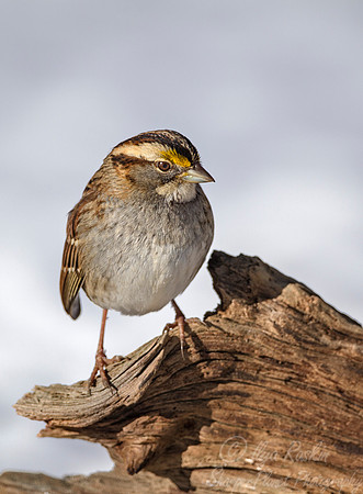 091 White-throated Sparrow (Zonotrichia albicollis) - NJ