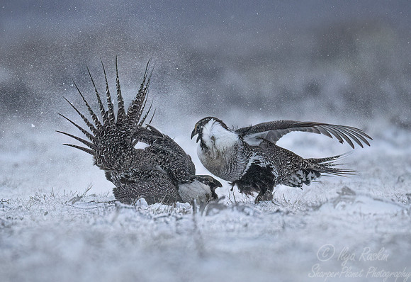 065 Greater sage-grouse (Centrocercus urophasianus) - CO