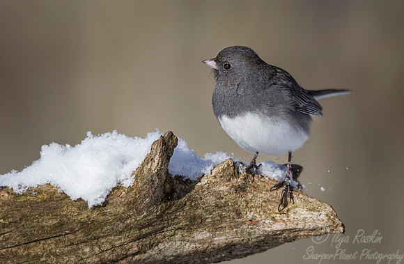 097 Dark-eyed Junco (Junco hyemalis) - NJ