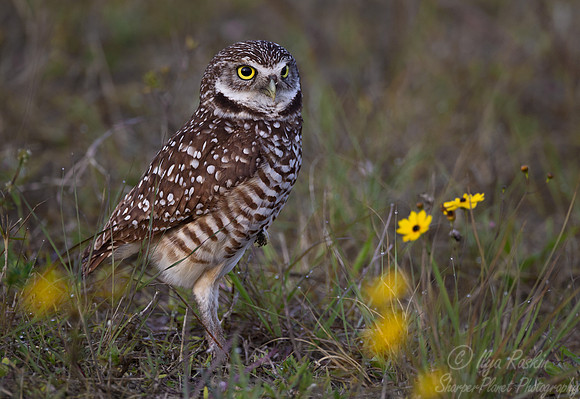 143 Burrowing Owl (Athene cunicularia) FL