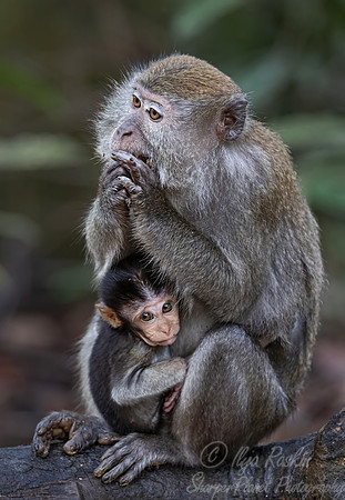 239 Crab-eating or long-tailed macaques (Macaca fascicularis) - Sumatra Indonesia