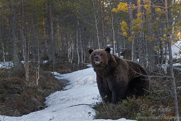 390 Eurasian brown bear (Ursus arctos arctos) - Finland