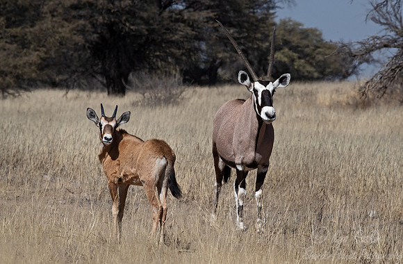 349 East African Oryx or Gamsboks (Oryx gazellaes) - Kgalagadi Transfrontier Park SA
