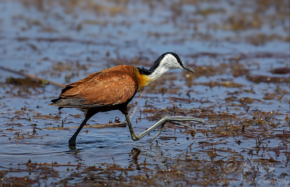 197 African jacana (Actophilornis africanus) - Botswana