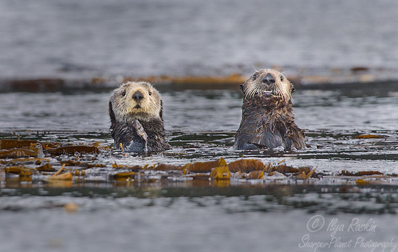 054 Sea Otter (Enhydra lutris) Kuril Islands - Russia