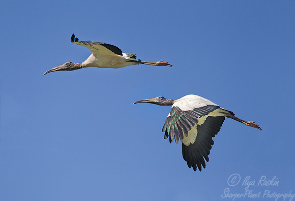 169 Wood Storks (Mycteria americana) - Ibera Wetlands Argentina