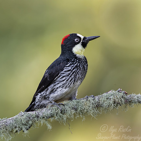 627 Acorn woodpecker female (Melanerpes formicivorus) - Colombia cloud forest