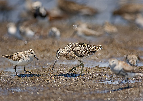 078 Semipalmated Sandpiper & Short-billed Dowitcher - DE